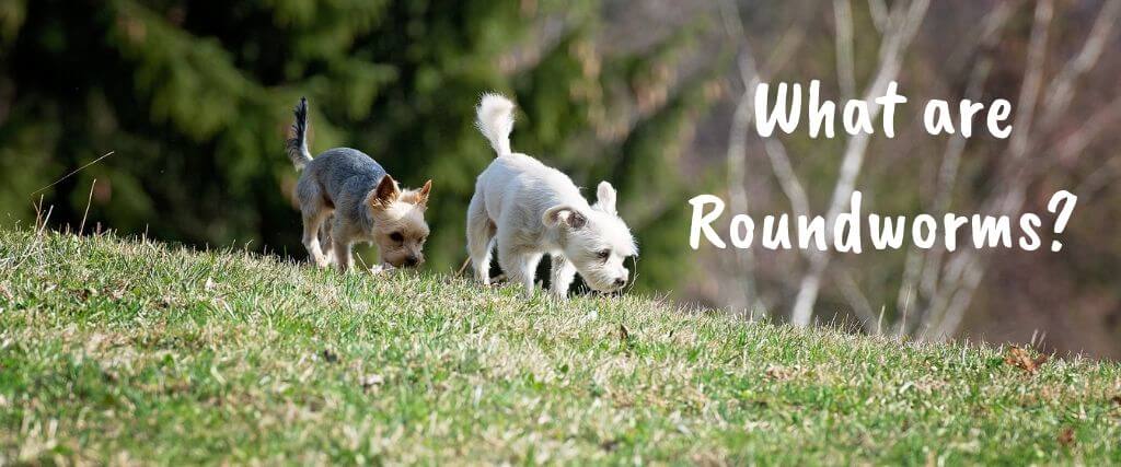 What are Roundworms?