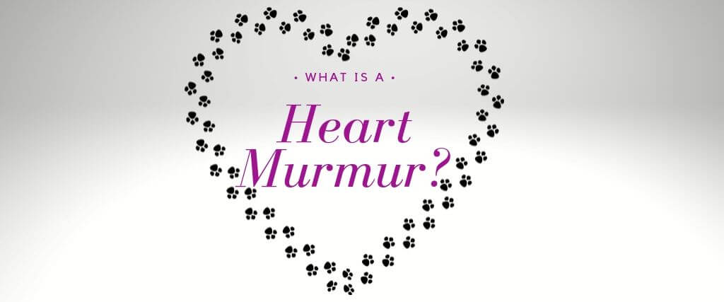 What is a Heart Murmur?