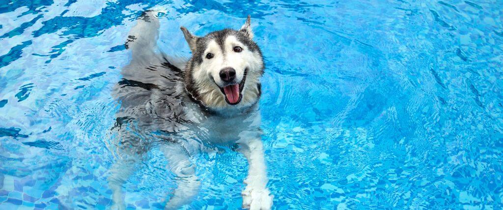 Husky swimming in a pool. Huskies shouldn't have a dog summer cut