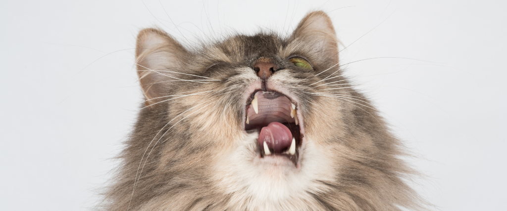 Angry Cat Face at the Veterinary Clinic. Cat after Haircut