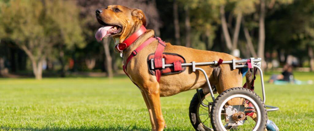A large dog in a wheelchair that may be considered a less adoptable pet.