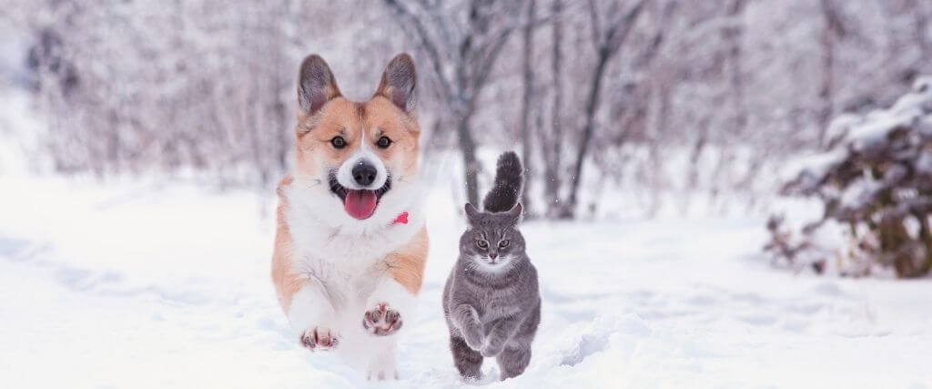 6 Ways to Keep Your Pets Active During the Winter